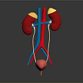 Abdominal Organs 3D Illustration Showing Kidneys Adrenal Glands Ureters Bladder And Vessels