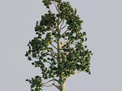 Tall Arbor With Lush Green Leaves Straight Trunk And Natural Growth 3d model