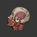 Human Head Anatomical Model Displaying Internal Organs Muscles Vessels and Hair Follicle Systems