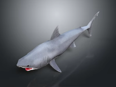 Lifelike Shark Model With Open Mouth Sharp Teeth And Streamlined Body 3d model