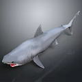 Lifelike Shark Model With Open Mouth Sharp Teeth And Streamlined Body
