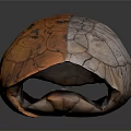 Reptile Turtle Shell Featuring Orange Brown Patterned Texture on Dark Background