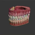 Human Oral Organ Anatomical Model Displaying Teeth Gums And Jaw Structure