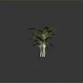 Three Banana Plants With Different Sizes Green Leaves And Brown Trunks