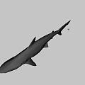 Detailed Realistic Shark 3D Model With Lifelike Features On Gray Background