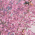 Fresh Picnic Food Under Pink Blossom Trees With People Enjoying Outdoors