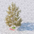 Deciduous Arbor with Yellow Leaves on Green Lawn and Gray Paving Ground