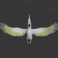White Cockatoo With Yellow Crest And Wing Edges Spread Wings On Black Surface With Reflection