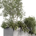 Green Trees And Shrubs In Grey Planters With White Background And Lush Foliage