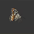 Striking Black And White Butterfly With Spots And Red Blue Wing Accents