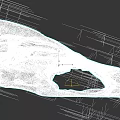 Detailed Aquatic Animal Skull Showing Anatomical Structure And Natural Bone Features