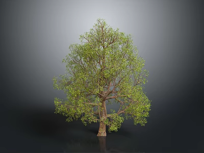 Green Leafy Tree with Brown Trunk and Lush Foliage on Gray Background 3d model