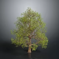 Green Leafy Tree with Brown Trunk and Lush Foliage on Gray Background