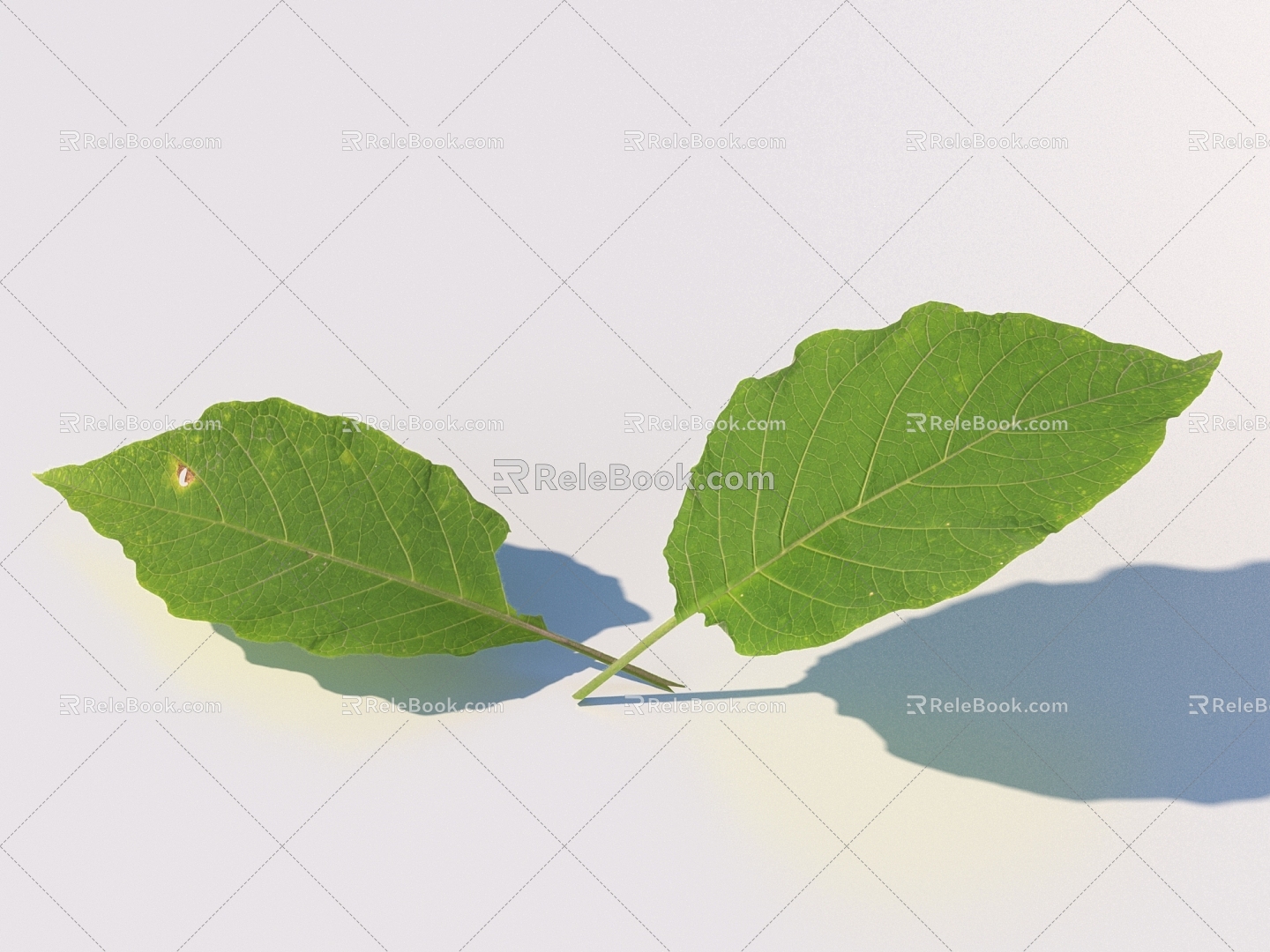 vegetables, vegetable leaves, leaves, food 3d model