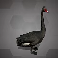 Flying Black Swan with Long Neck Red Beak and Black Feathers on Hexagonal Gray Background