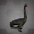 Modern Swan Black Swan 3d model