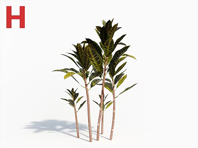 Green Leafy Bush with Multiple Stems and Veined Leaves Against White Background 3d model