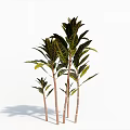 Green Leafy Bush with Multiple Stems and Veined Leaves Against White Background