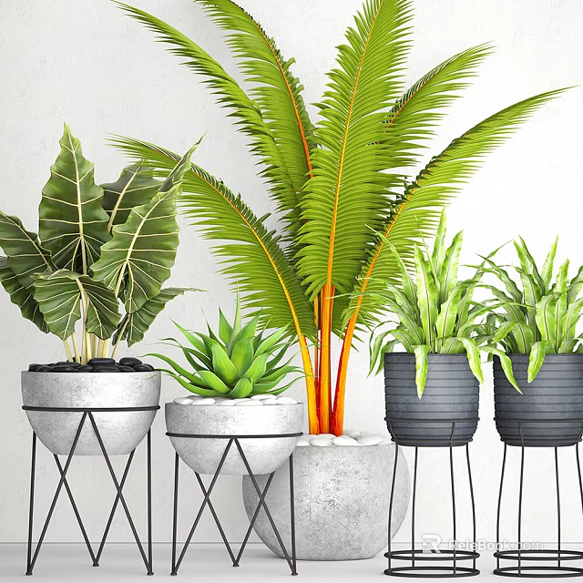 Diverse Indoor Potted Plants With Various Green Foliage In Modern Concrete And Black Planters 3d model 
