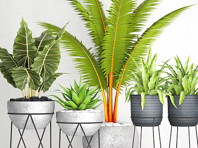 Diverse Indoor Potted Plants With Various Green Foliage In Modern Concrete And Black Planters 3d model