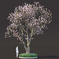 Vibrant Plant Combination With Pink Flowering Tree Thick Trunk Green Grass And Small Flowers