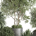 Different Types of Potted Trees and Shrubs in Gray Planters with Green Foliage