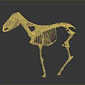Detailed Full Body Horse Skeleton Anatomical Model Display On Gray Background