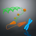 Organ And Hair Growth Related To DNA Double Helix Chromosome Molecules