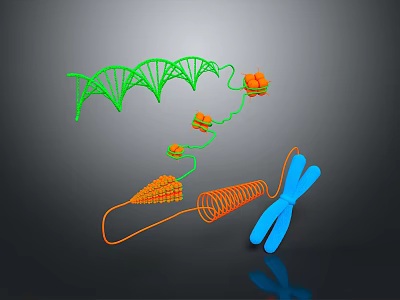 Organ And Hair Growth Related To DNA Double Helix Chromosome Molecules 3d model