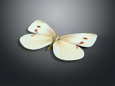 Beautiful White Butterfly With Red Spots On Wings Displayed Against Simple Gray Background 3d model