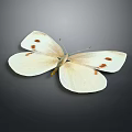 Beautiful White Butterfly With Red Spots On Wings Displayed Against Simple Gray Background