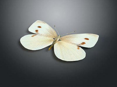 Modern Butterfly Colored Butterfly Tabby Butterfly Leaf Butterfly 3d model