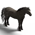 Majestic Gray Horse With Long Hair Standing Isolated On White Background