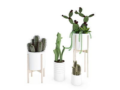 Stylish Bonsai Potted Plants with Various Cactus Types in White Pots and Wooden Stands 3d model