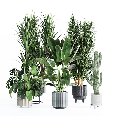 Indoor Bonsai Potted Plants with Various Green Leafy Species and Decorative Ceramic Pots for Home Decor 3d model