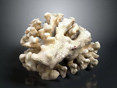 Natural Marine Coral Structure With Intricate Branches And Textured Surface 3d model
