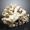 Natural Marine Coral Structure With Intricate Branches And Textured Surface