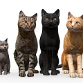 Group Of Various Colored Cats In Different Sizes Standing Arranged Together