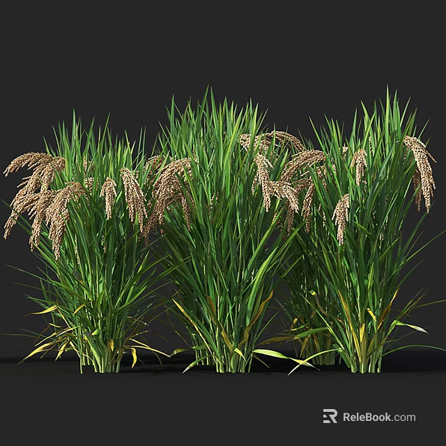 Lush Green Ornamental Grasses With Brown Spikelets In Natural Garden 3d model 