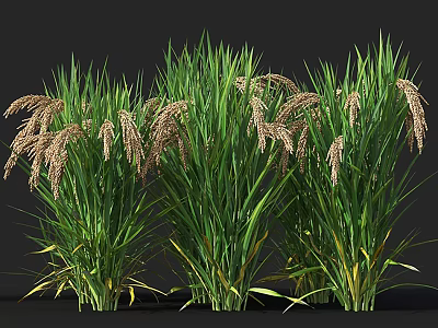 Lush Green Ornamental Grasses With Brown Spikelets In Natural Garden 3d model