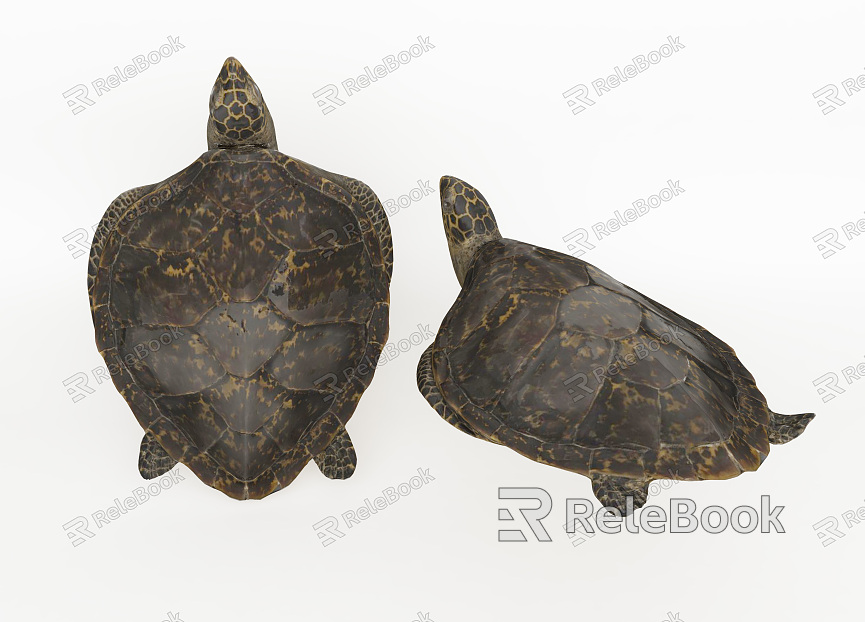 Modern Turtle model