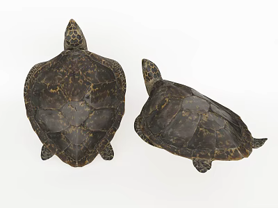 Two Aquatic Sea Turtles Displaying Patterned Carapaces On White Background 3d model