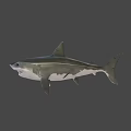 Realistic Great White Shark 3D Model With Open Mouth And Sharp Teeth 3d model