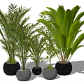 Indoor Potted Plants With Feathery And Broad Leaves In Black Pots For Home Decoration