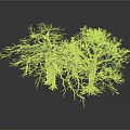 Two Leafless Trees With Visible Trunks And Branches Against White Background