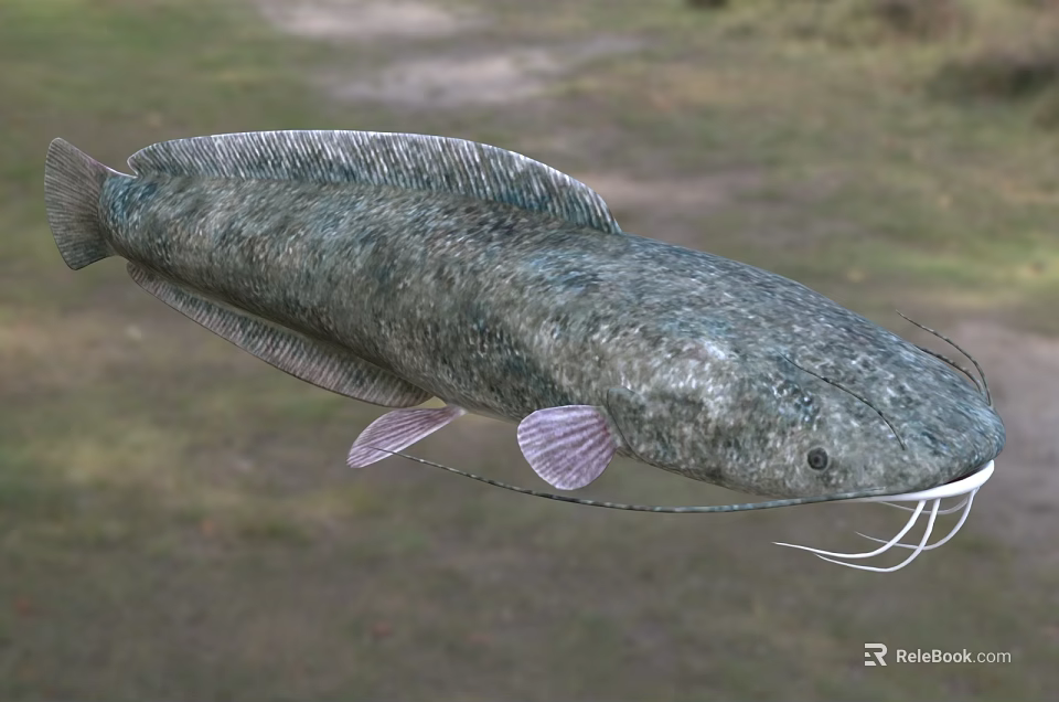 Freshwater Catfish With Long Whiskers And Scaly Body In Natural Habitat 3d model 