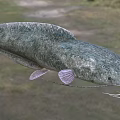 Freshwater Catfish With Long Whiskers And Scaly Body In Natural Habitat