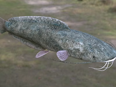 Freshwater Catfish With Long Whiskers And Scaly Body In Natural Habitat 3d model