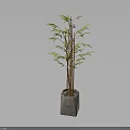 Bamboo Plant In Concrete Square Pot With Green Leaves And Brown Stems