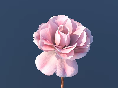 Single Beautiful Pink Flower With Soft Petals Against Dark Blue Background 3d model
